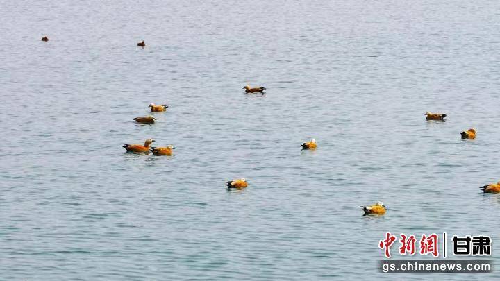 中新武威观古浪黄花滩调蓄水池吸引大批水鸟栖息