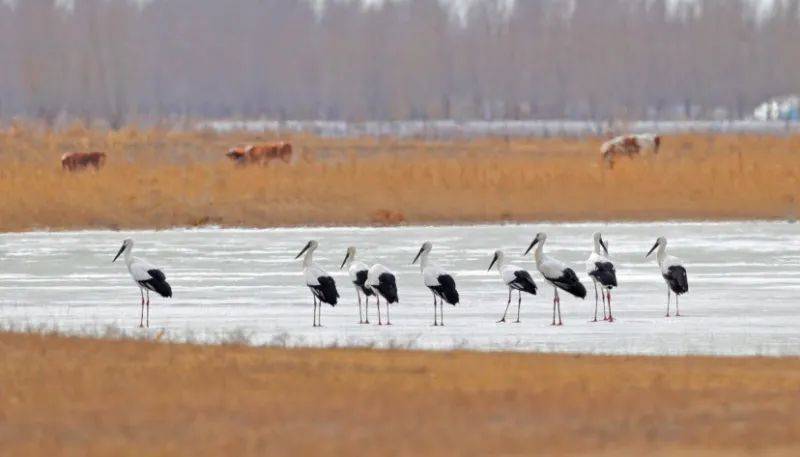 "今年的候鸟中不仅有豆雁,白额雁,大雁等雁类飞禽,还有绿头鸭,琵嘴鸭