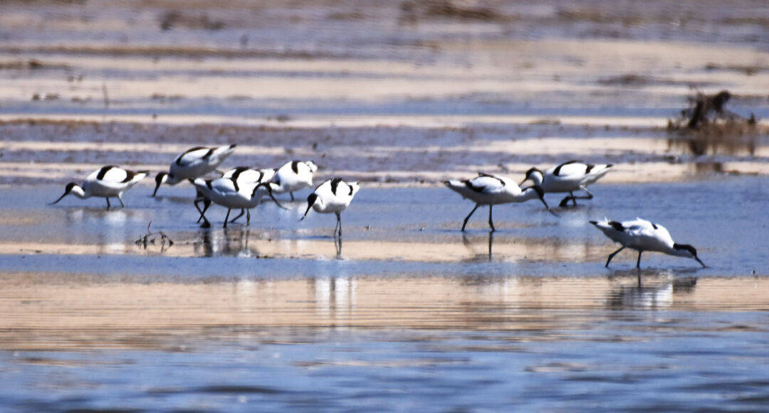 瞧!反嘴鹬在宣化洋河湿地"耕耘"春天_耕作_农夫_繁殖