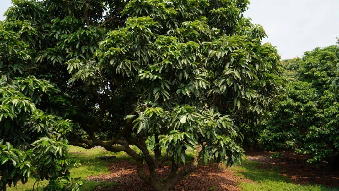 在南山种了20多年荔枝