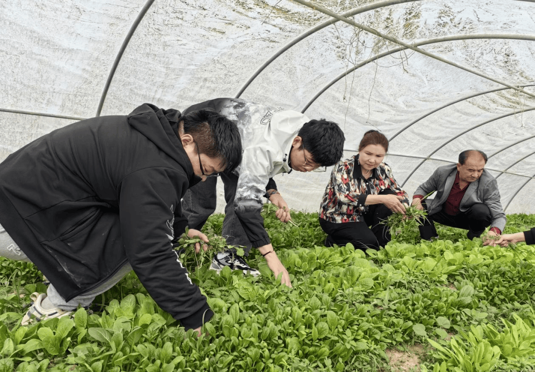铁干里克镇果勒吾斯塘村村长阿丽屯古丽·卡斯木同志说道:"刚开始种植
