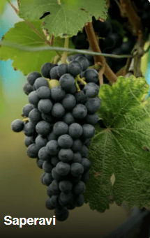 法国17世纪的闻名旅行家沙尔登在游记中写道:"没有一个国家象格鲁吉亚