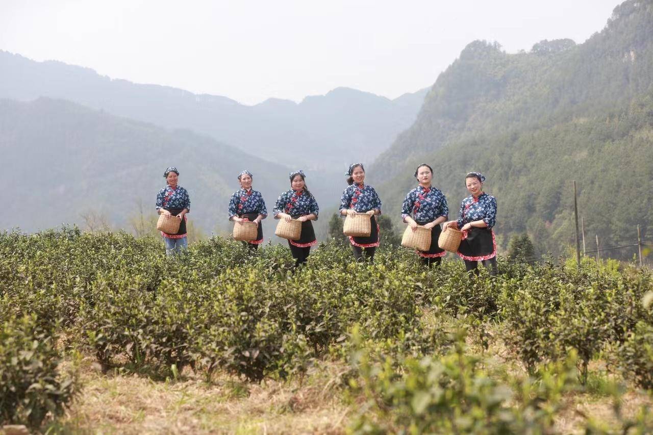 重庆忠县不负春光采茶忙