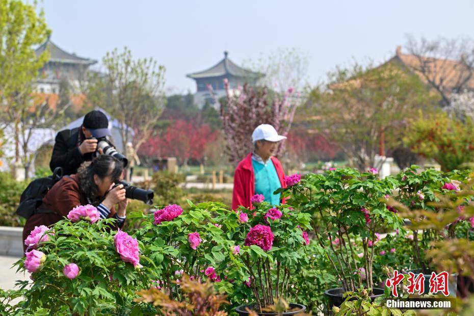 北京景山公园牡丹文化节开幕