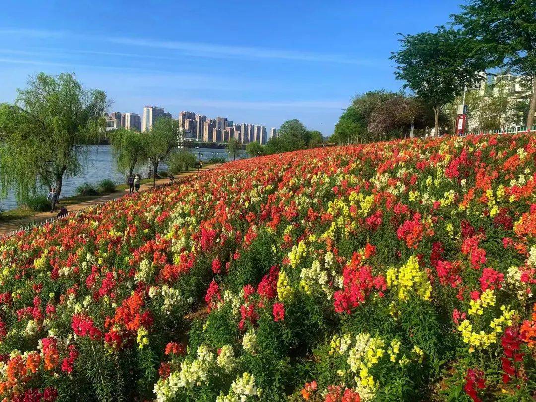 流光溢彩花正艳