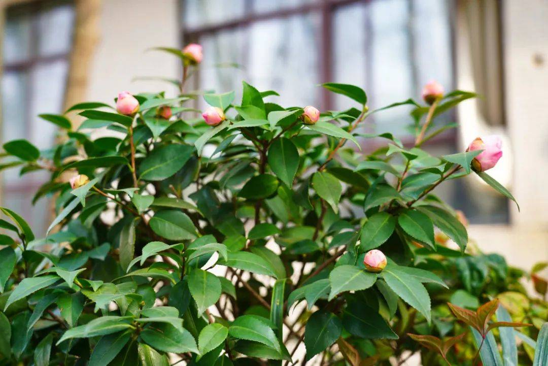 知身何处,水色天光共蔚蓝蓝色山矾浅云影青青鸾米汤娇小抹淡随寒露立