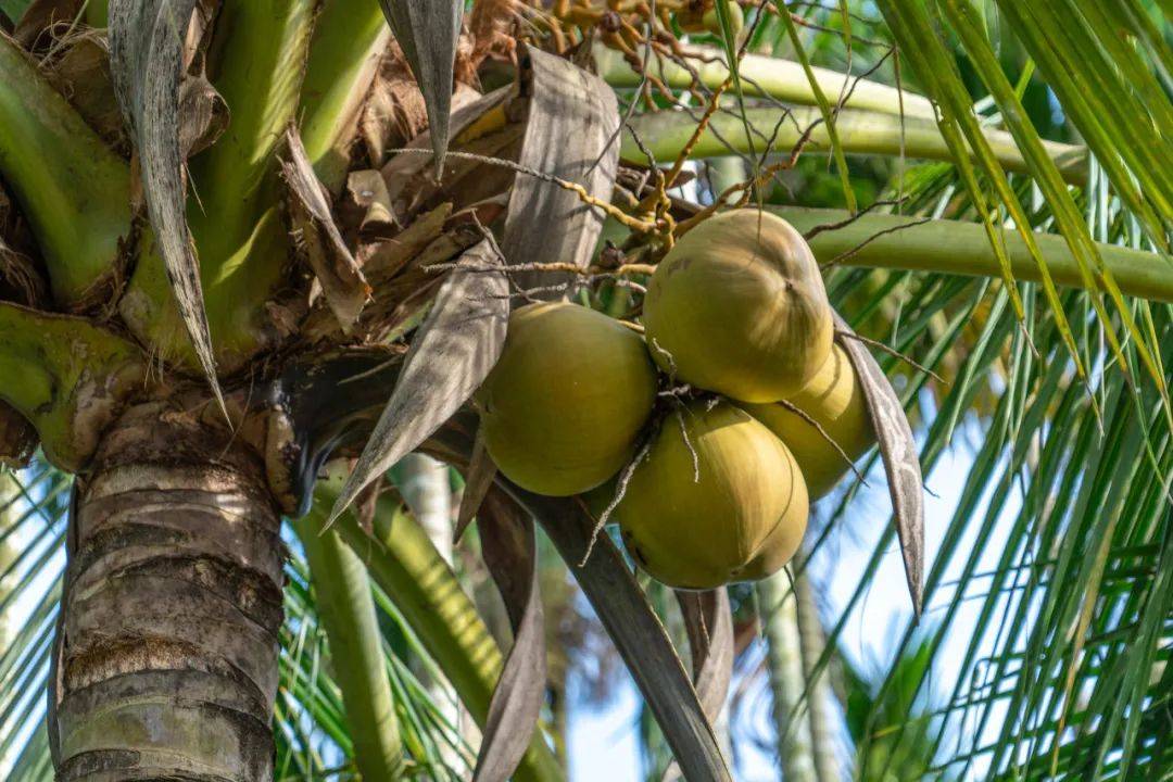 天然矿泉水正宗海南天然椰青299箱新鲜上市啦连水带肉都能吃