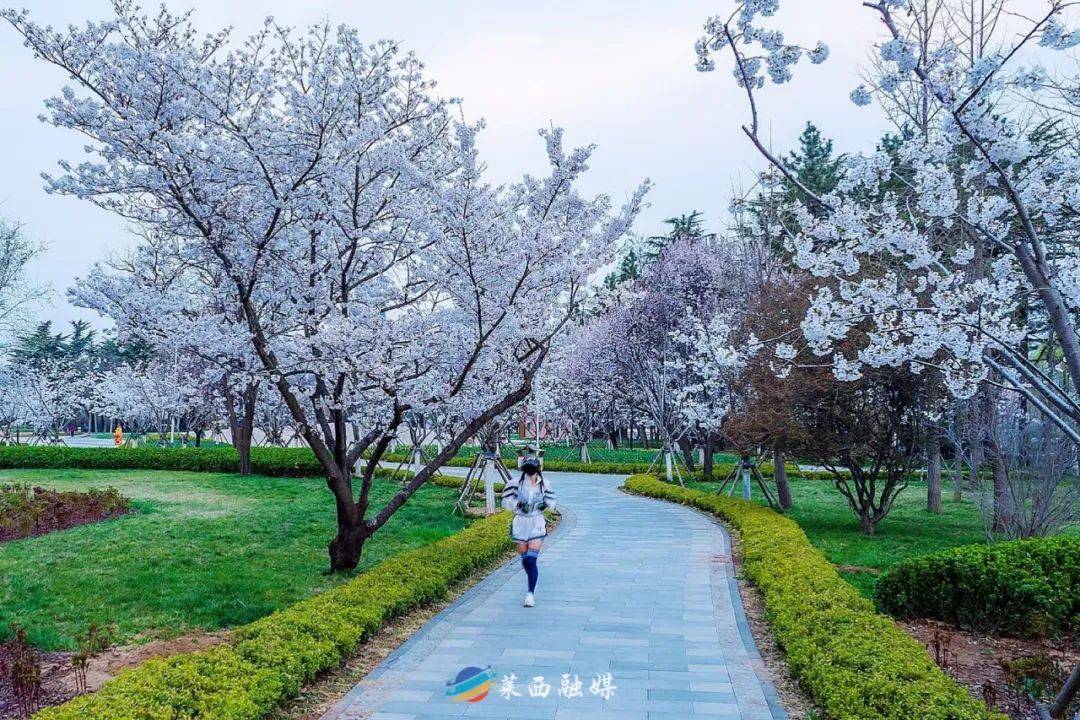 莱西版「莫奈花园」,我看还有谁没拍到?_郁金香_花海_公园