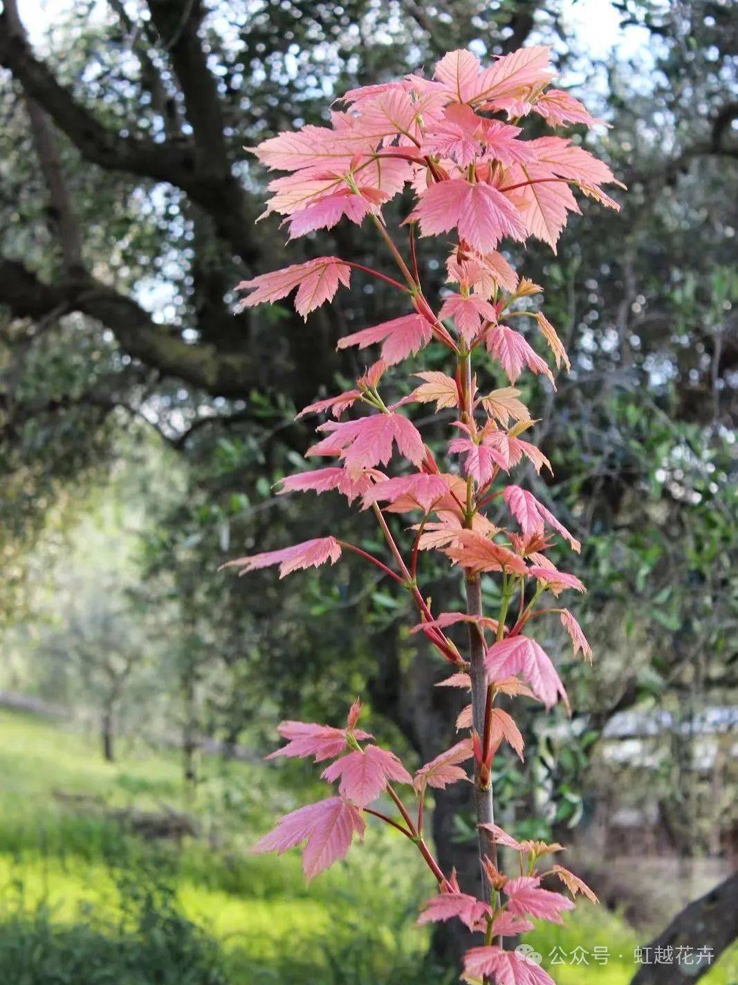 "西蒙" "simon-louis frères"春天展叶时呈现为亮丽的鲑鱼粉红色,但