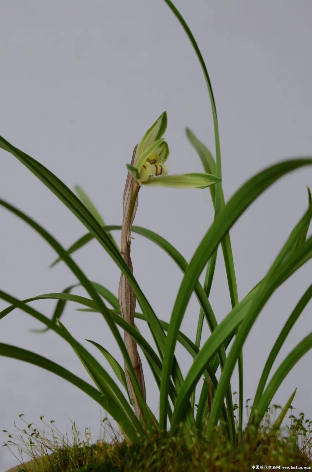 余姚市第二十届兰花展览会获奖作品