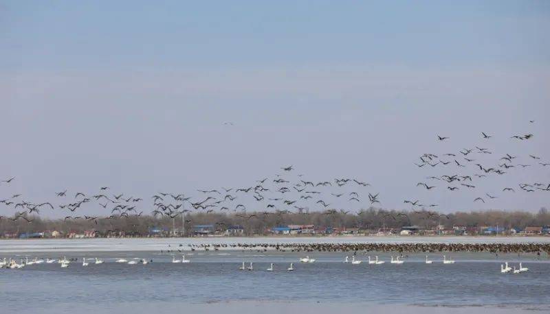 我们去大草原的湖边等候鸟飞回来他们这样说