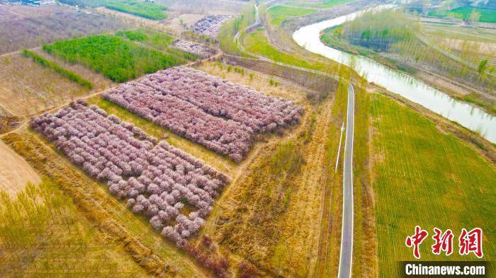 河北南皮480余万株景观植物扮靓大运河