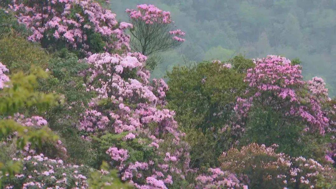 位置:肇庆市四会市贞山门票:免费四会奇石河景区四会奇石河景区位于威