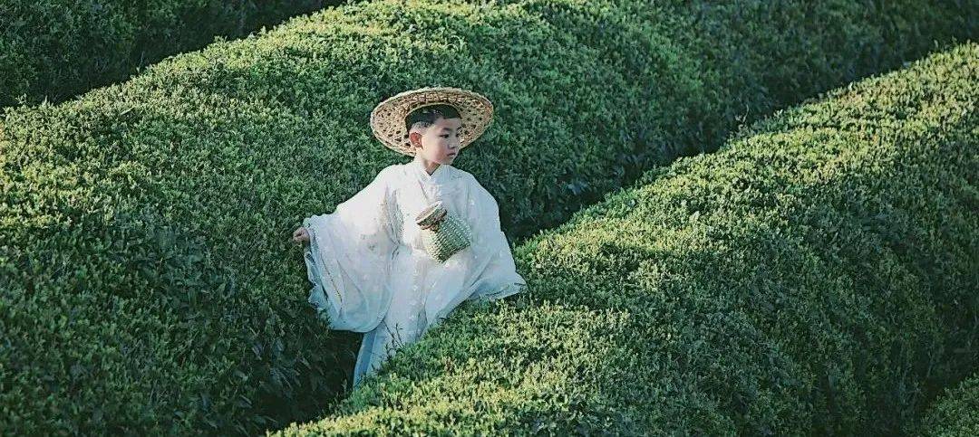去普陀的茶园饮一口鲜嫩的春天