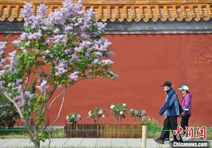 景山公园牡丹文化节开幕促培牡丹为名园增色