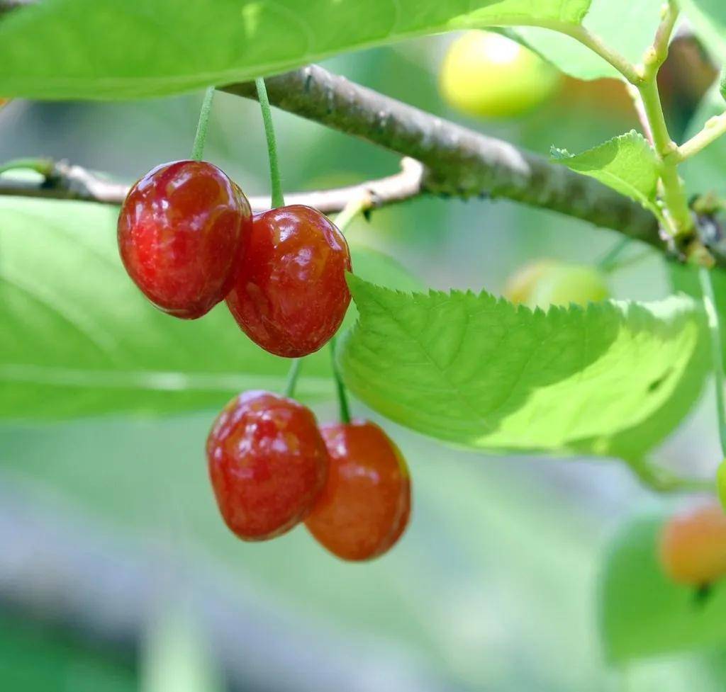 走起成都恩桃儿熟了