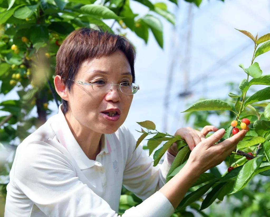 走起成都恩桃儿熟了