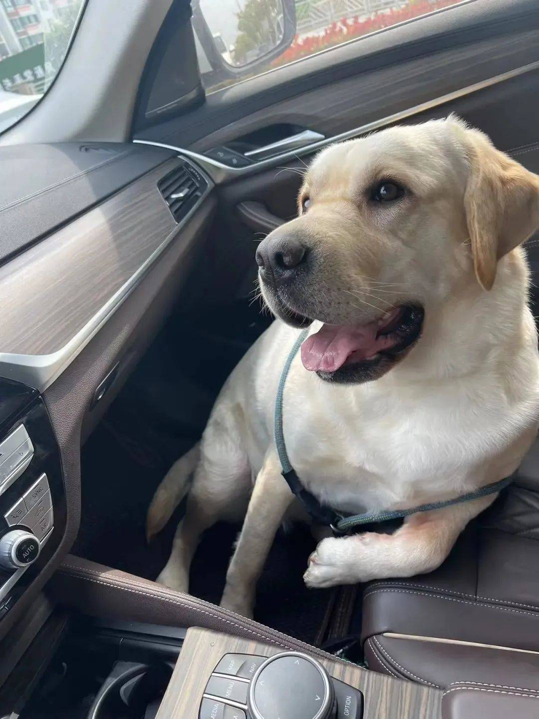 公认不咬人的狗狗有娃家庭也能养拉布拉多猎犬