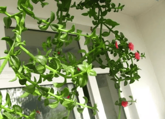 水果_花苞_吊兰