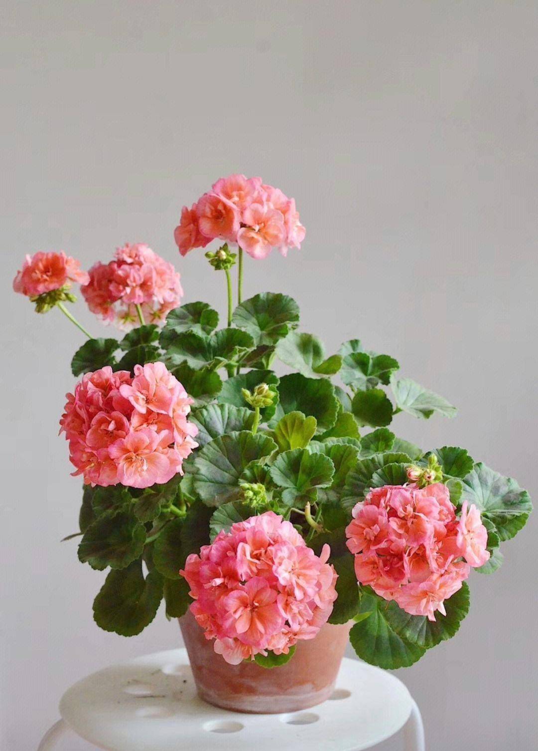 养好天竺葵,关键在"1点",一年三季开花不停歇,花儿又多又艳