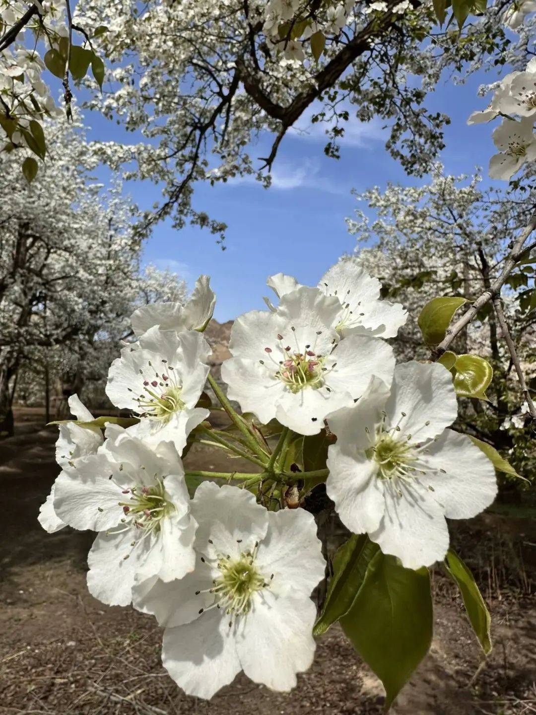 白银文旅靖远大庙梨花开春意盎然迎客来