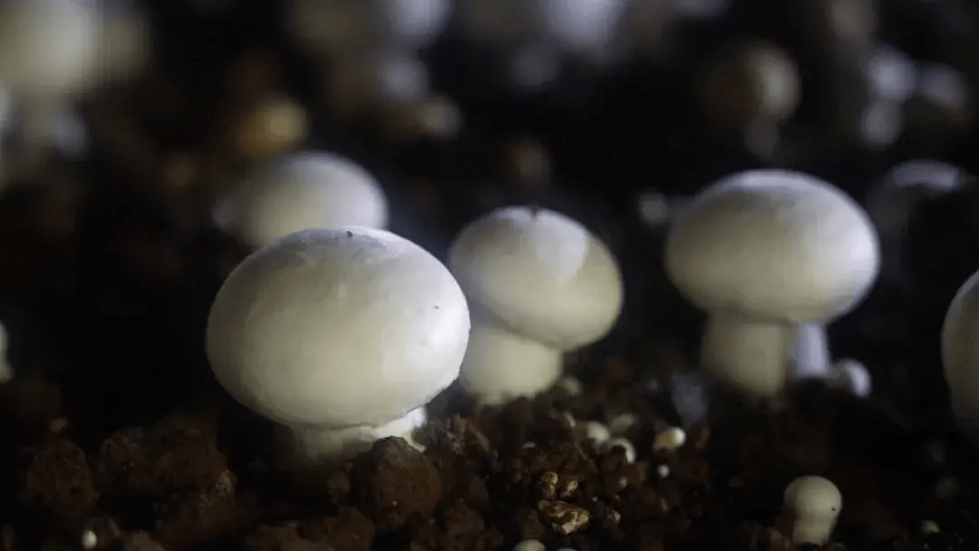 临朐县双孢菇种出好"钱"景_种植_刘召东_品种