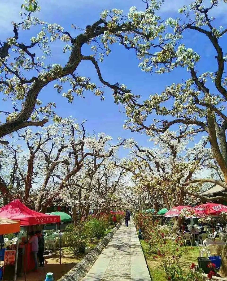 白银文旅靖远大庙梨花开春意盎然迎客来