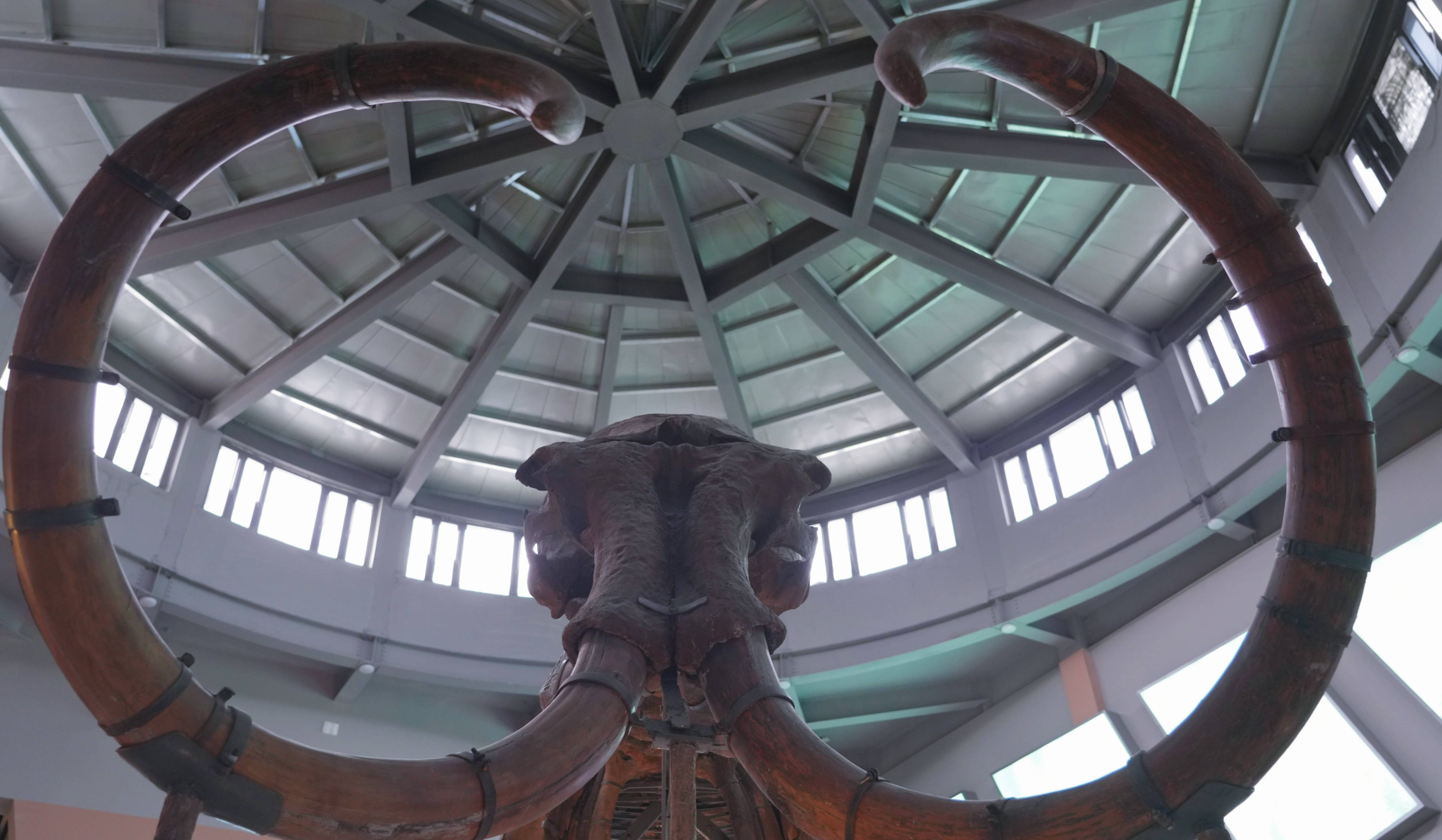 青冈县第四纪古生物化石博物馆建成投用