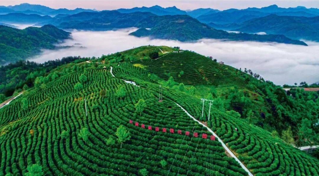 拿好这份安康茶园地图,踏青去!
