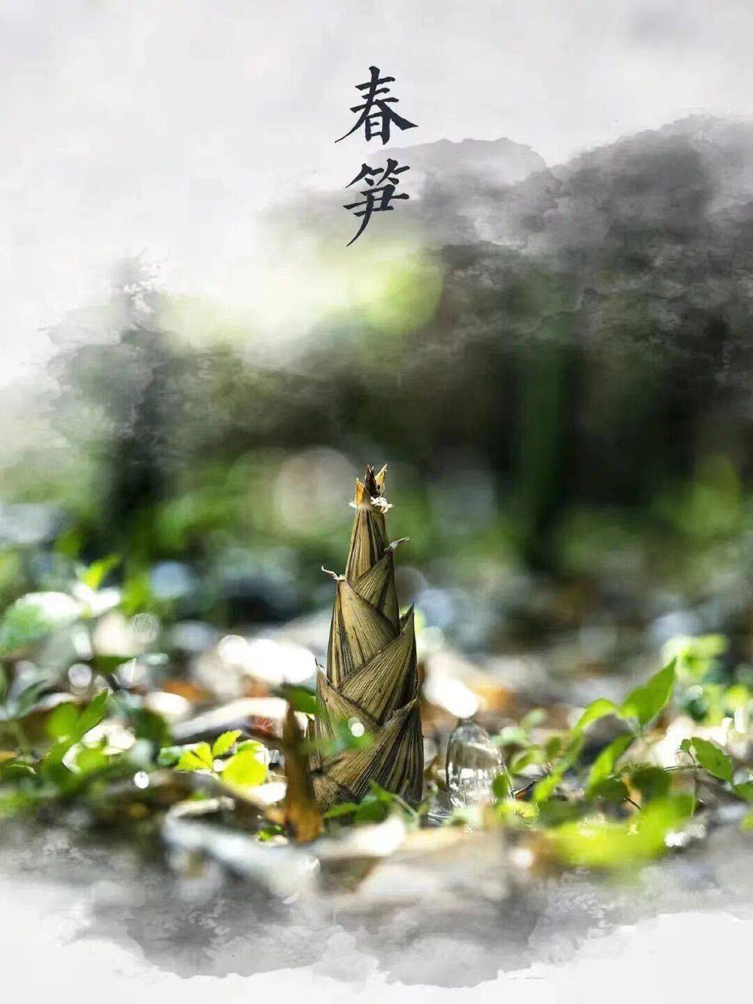 好"笋"知时节当"春"乃发生春雨声声,唤醒万物雨后的竹林早已按捺不住