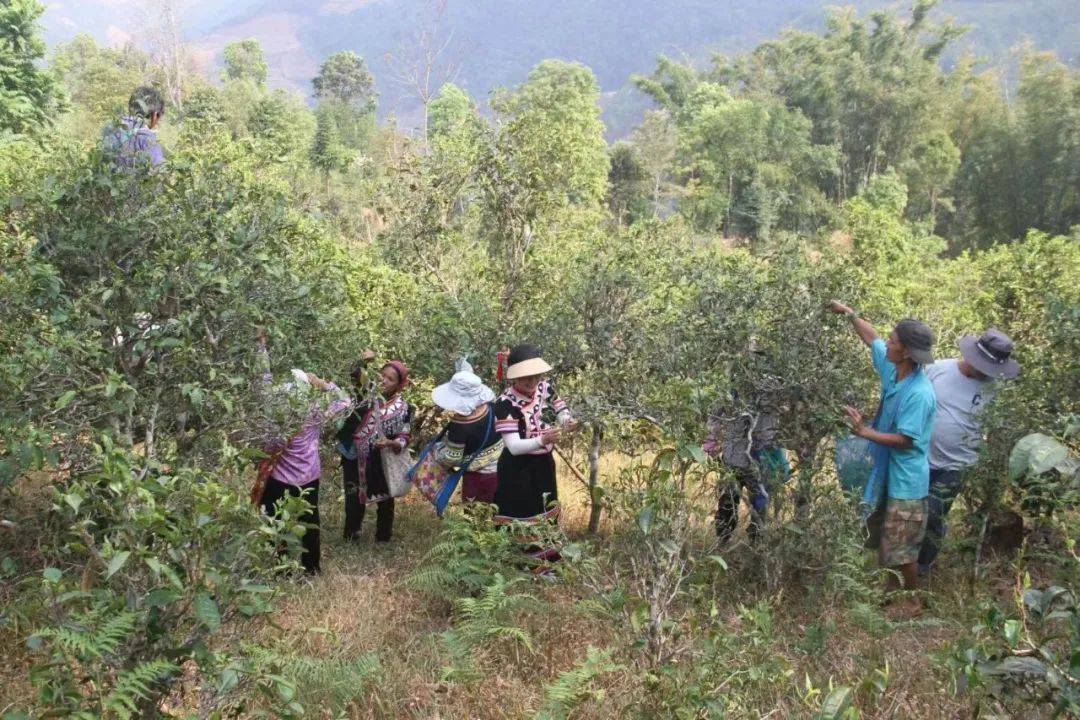 澜沧各地茶叶开采 茶农采茶忙_澜沧县_村民_富东乡