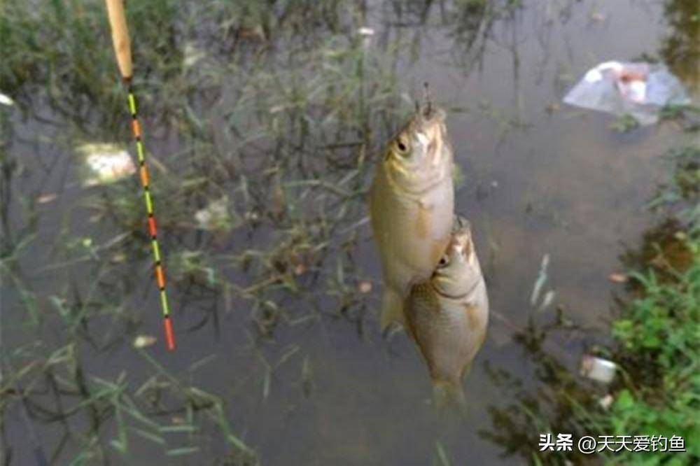 春季野钓水库,牢记3个核心技巧,轻松钓获大板鲫_水面_鲫鱼_鱼情