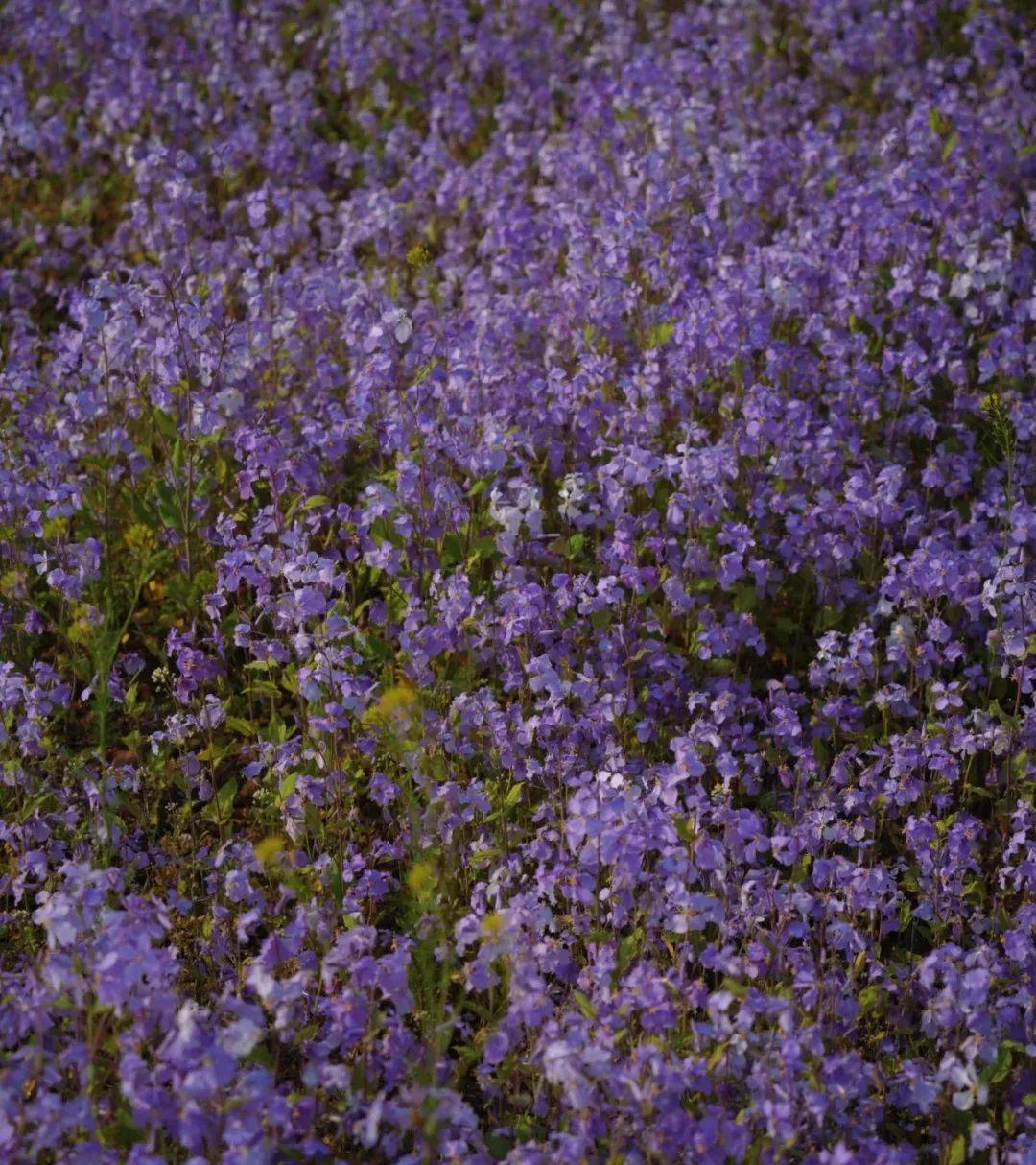 花瓣_日照_职业