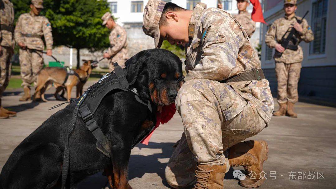 无言 "战士"入列_雷鹰_新兵_军犬