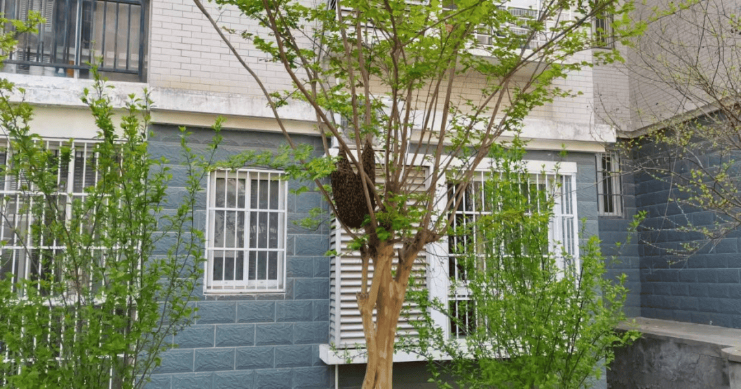 消防救援人员到场后观察发现,马蜂窝在小区一棵树的的树干处,直径约