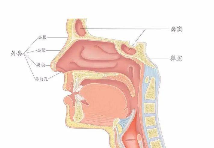 鼻腔结构3d动画图片