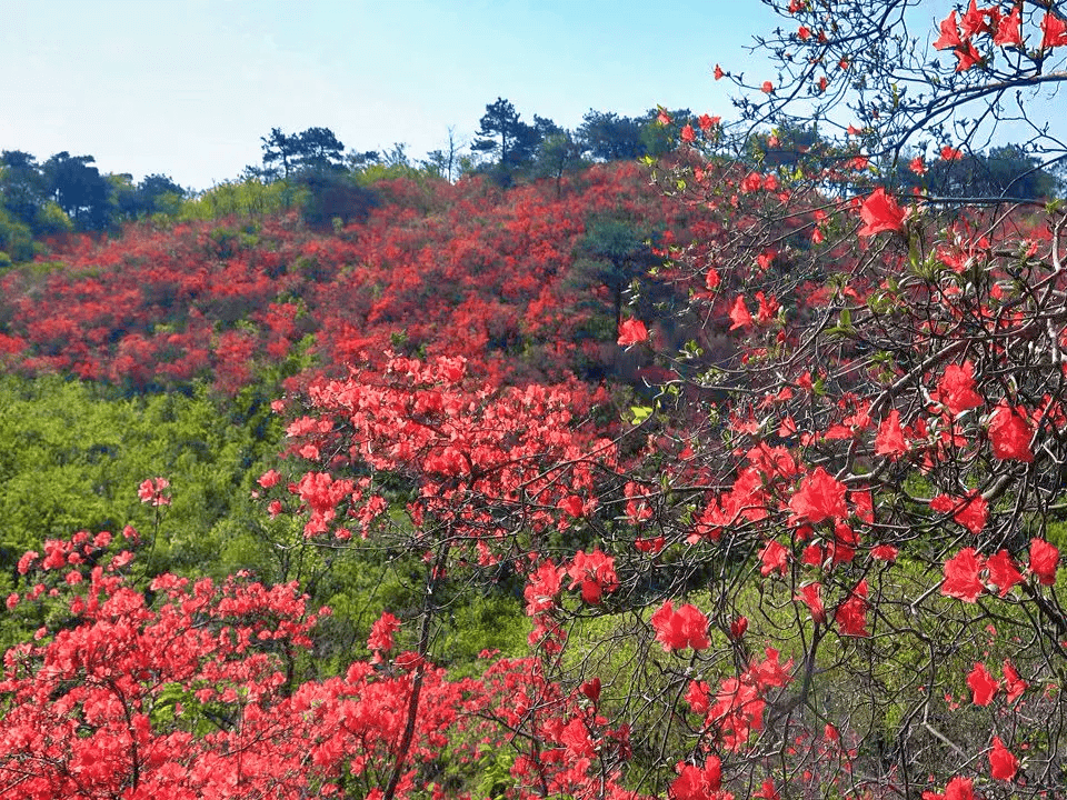 永修组团:杜鹃花开满山红