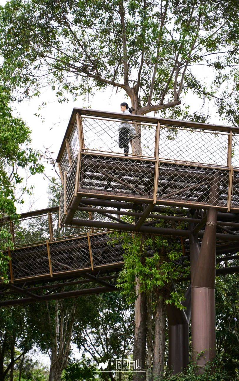 在南山公园20分钟效应已经有20版本了