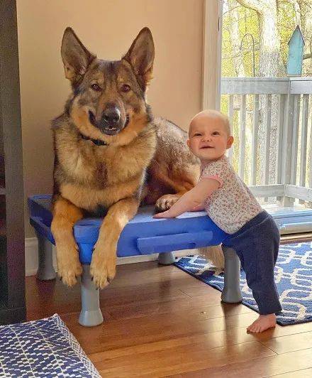 凶猛警犬下班之后，居然爱在家带孩子，主人：它比妈妈还温柔！