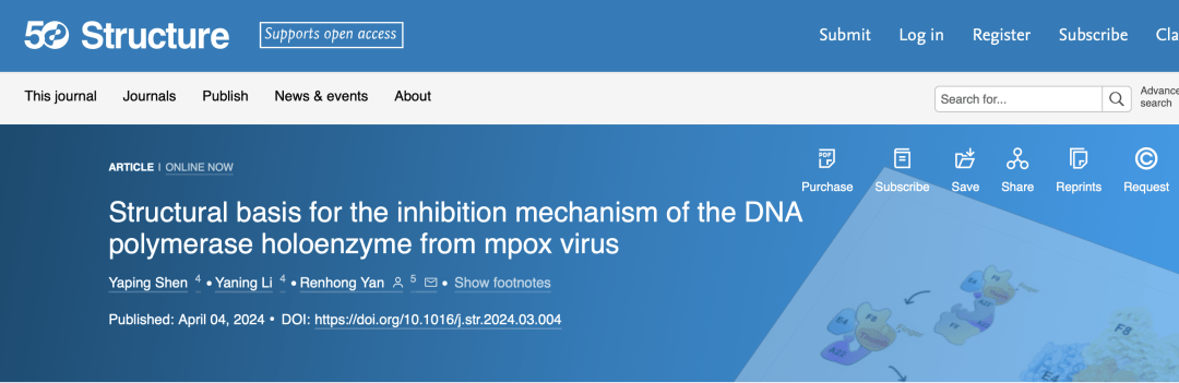 鄢仁鸿团队解析猴痘病毒dna聚合酶抑制剂作用的分子机制 Ara-ctp 研究 结构