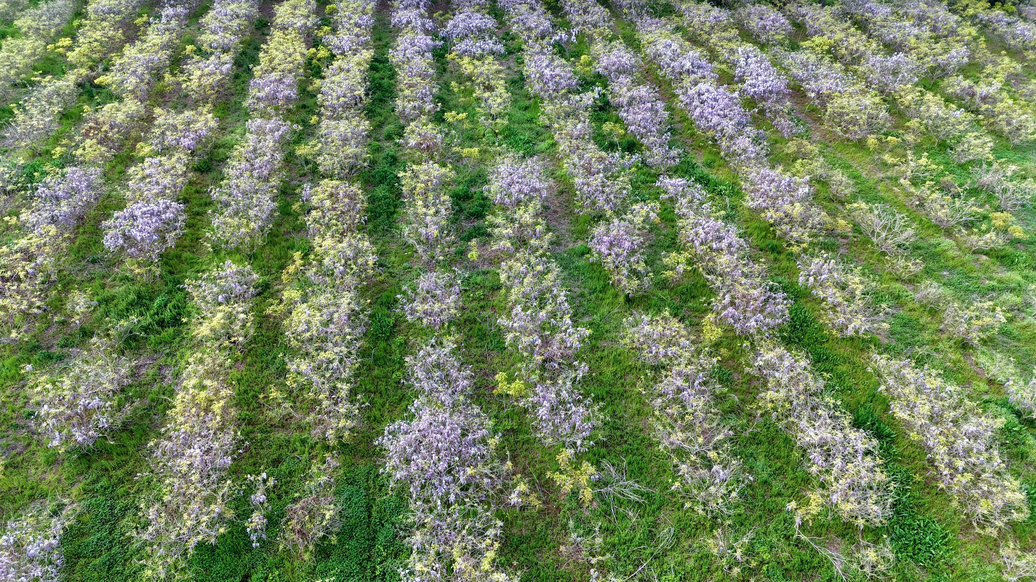 柘城:致富路上"葛花香"_种植_堤口村_村民