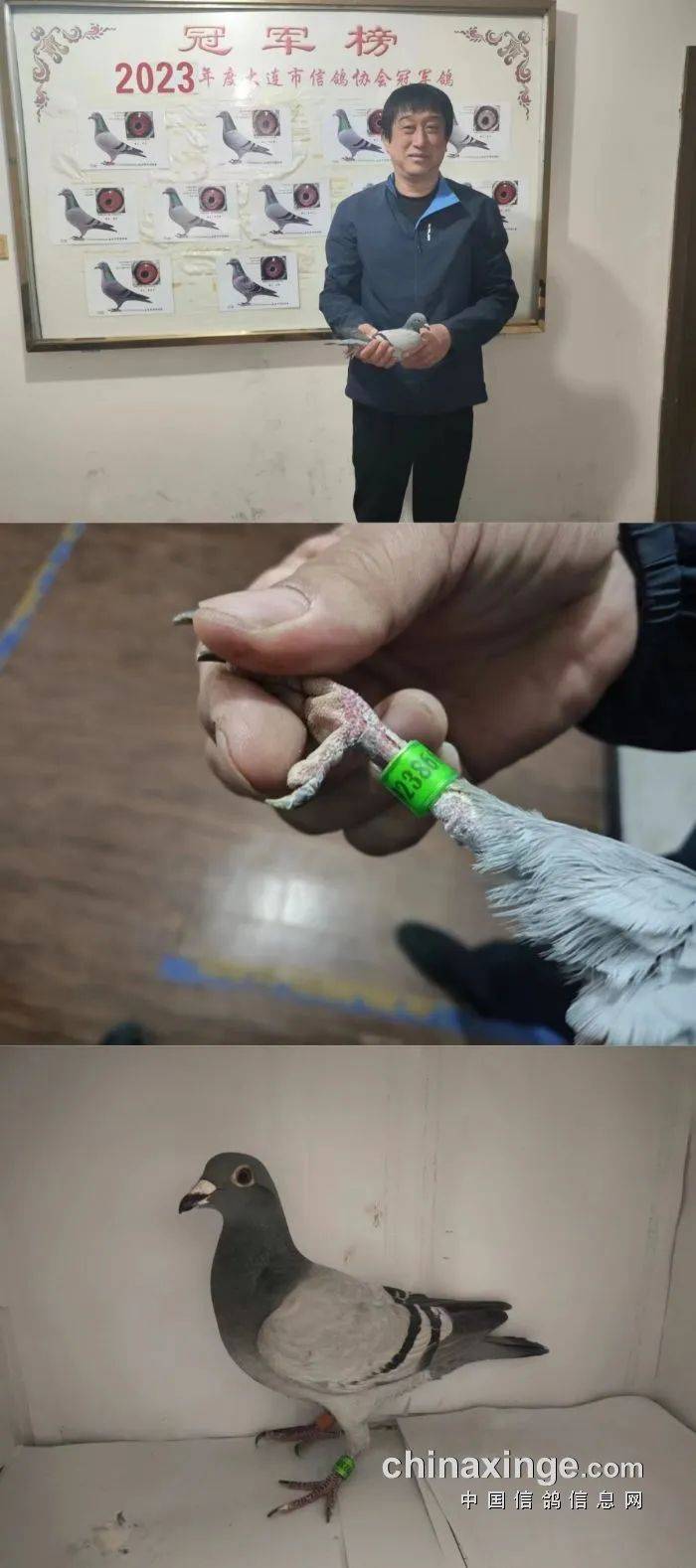 鸽讯连赢两关冠军大连市飞出一羽神奇小鸟