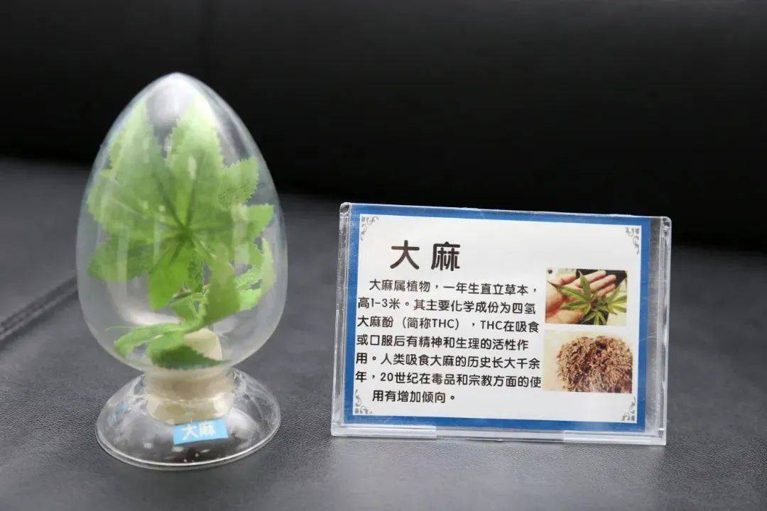 制造_毒品_人员