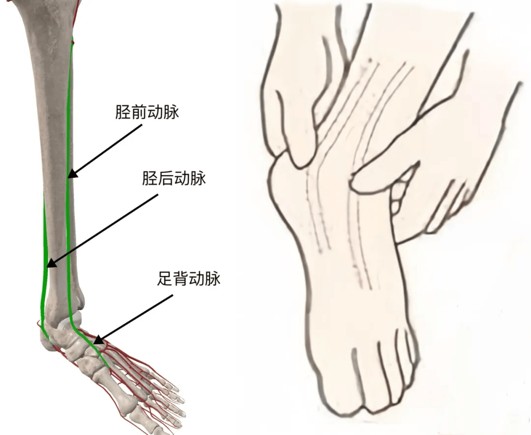 小腿血管图解图片