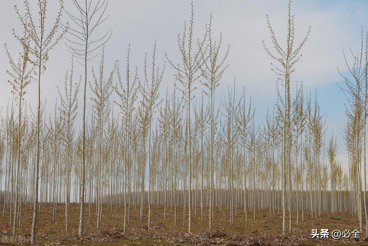 2024年黑龙江省苗木供需分析报告