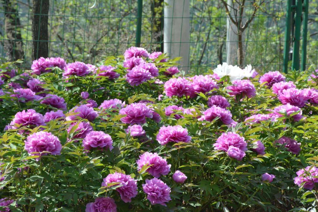 簸箕掌牡丹园等你来赏花!