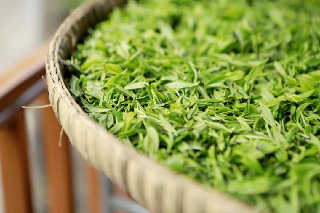 饱经雨露滋润的谷雨茶色泽翠绿,叶质柔软,茶叶鲜活,细嫩清香,向来是