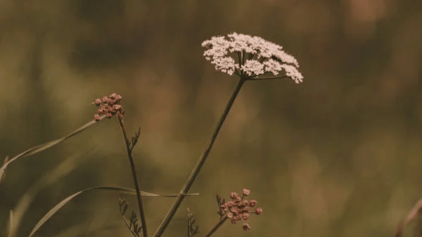 【好文分享】百听不腻的曲调,不只入耳,更入心_lonely_首歌_garden