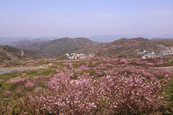 晚潮|上马岗上看樱花