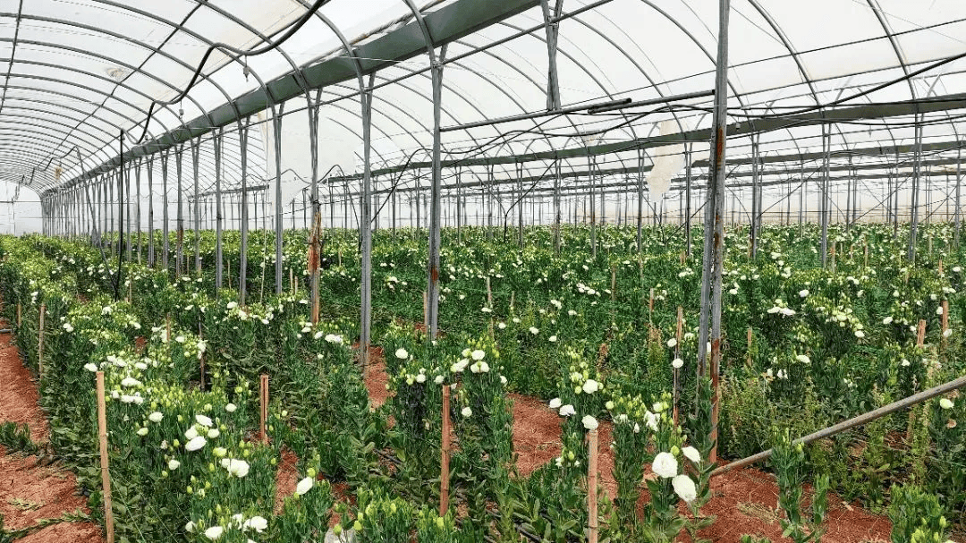 七月至十月为种植期一年中13个品种的洋桔梗花该花卉基地共种植了采收